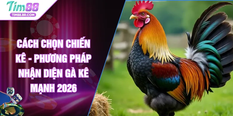 Cách Chọn Chiến Kê - Phương Pháp Nhận Diện Gà Kê Mạnh 2026