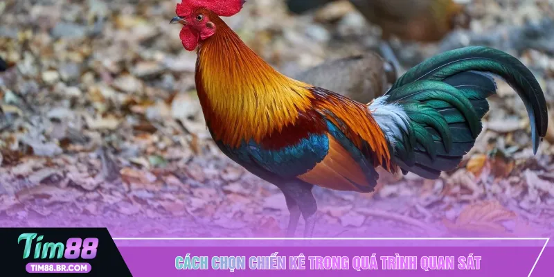 Cách chọn chiến kê trong quá trình quan sát