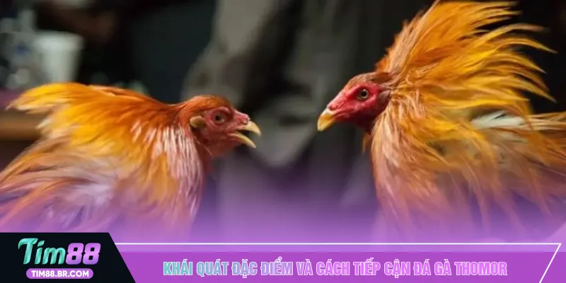 Khái quát đặc điểm và cách tiếp cận đá gà Thomor