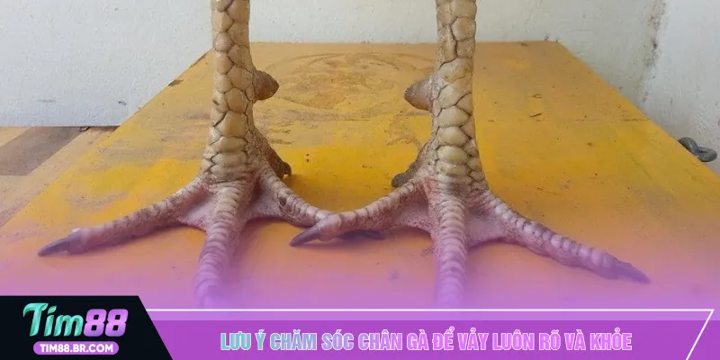 Lưu ý chăm sóc chân gà để vảy luôn rõ và khỏe