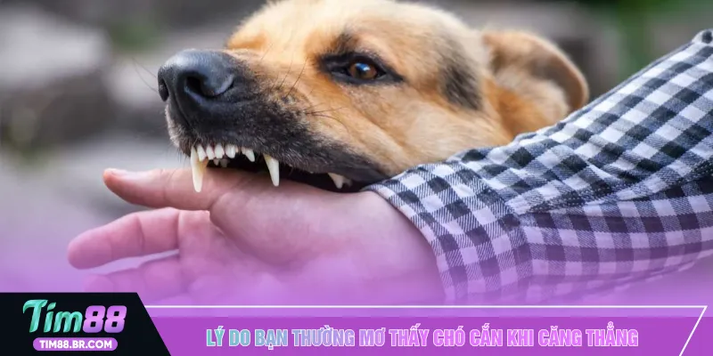 Lý do bạn thường mơ thấy chó cắn khi căng thẳng