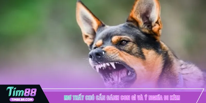Mơ thấy chó cắn đánh con gì và ý nghĩa đi kèm