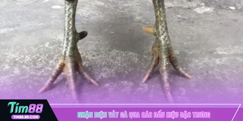 Nhận diện vảy gà qua các dấu hiệu đặc trưng