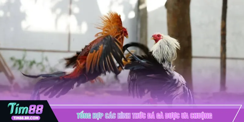 Tổng hợp các hình thức đá gà được ưa chuộng