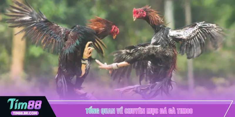Tổng quan về chuyên mục đá gà TIM88