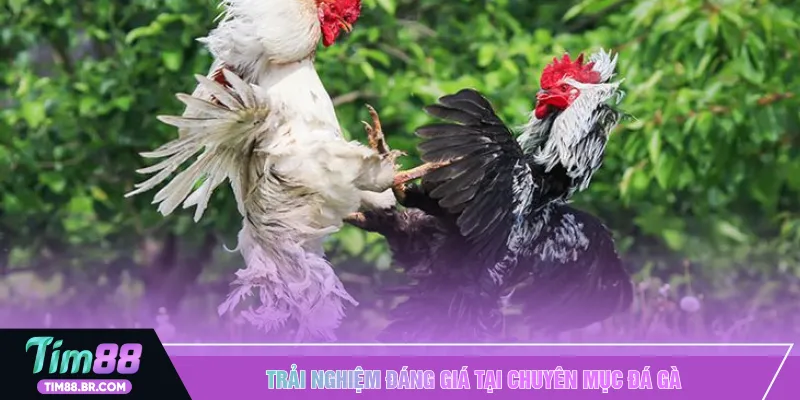 Trải nghiệm đáng giá tại chuyên mục đá gà