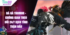 Đá Gà Thomor - Không Gian Theo Dõi 24/7 Kịch Tính Trận Đấu